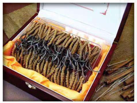 广灵冬虫夏草回收